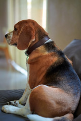 Beagle dog is sitting on sofa indoor at home,stay home with family.