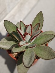 Kalanchoe tomentosa