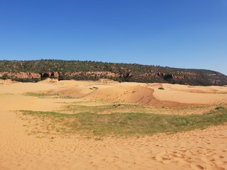 Yellow Sand and grass at Coral Pink Sand Dunes State Park, Utah