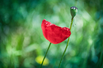 Obraz premium The Red Poppy Flowers In The Green Feild Spring Time