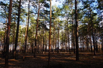 autumn in the forest