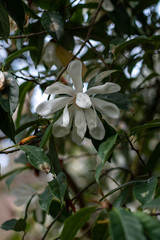 Obraz na płótnie Canvas White flowering magnolia doltsopa Sweet michelia