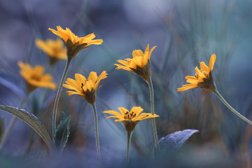 yellow flowers in the wind