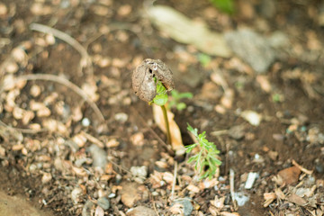 starting beautiful nature 