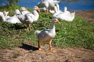 young small geese walk on the sand near the reservoir, their bodies are painted with identification paint