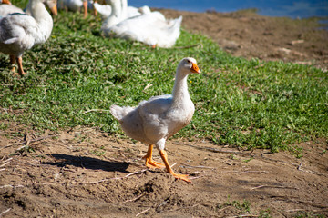 young small geese walk on the sand near the reservoir, their bodies are painted with identification paint