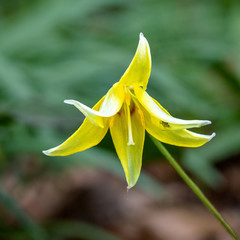 Dog Tooth Violet.  Spring Flower .