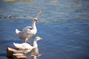 young small geese walk on the sand near the reservoir, their bodies are painted with identification paint