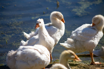 young small geese walk on the sand near the reservoir, their bodies are painted with identification paint