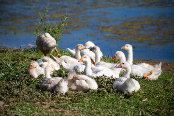 white young small geese walk on the sand near the reservoir, their bodies are painted with identification paint