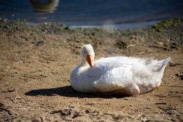 young small geese walk on the sand near the reservoir, their bodies are painted with identification paint