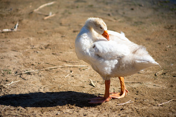 young domestic white small geese (ducks) walk on the sand near the reservoir and flap their wings , their bodies are painted with identification paint