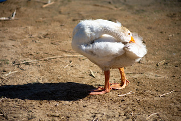 young domestic white small geese (ducks) walk on the sand near the reservoir and flap their wings , their bodies are painted with identification paint