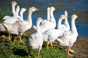 Naklejka na ściany i meble young domestic white small geese (ducks) walk on the sand near the reservoir and flap their wings , their bodies are painted with identification paint