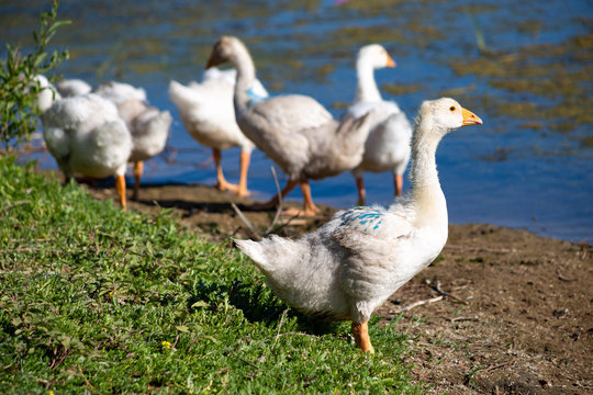 young domestic white small geese (ducks) walk on the sand near the reservoir and flap their wings , their bodies are painted with identification paint