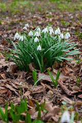 Obraz premium The snowdrop or common snowdrop (Galanthus nivalis) blooms. Snowdrop the first spring flowers. Flowers bloom after winter.