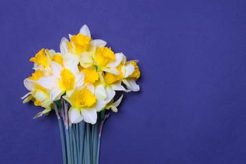 bouquet of yellow narcissus flowers on violet colored paper background with copy space