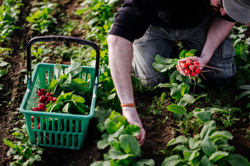 männliche Hände eines Gärtners, Bauern erntet Gemüse und hält frisch gepflückte leckere, saftige und rote Radieschen.