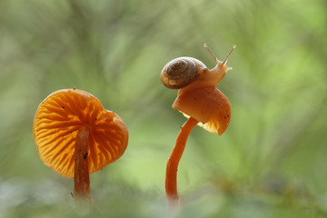 Snail and Fungus