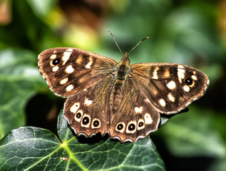 Speckled Wood Butterfly