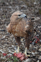 Buzzard buteo close up portrait raptor bird