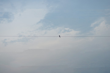 One electric cable has a bird on the electric cable in and the sky background has a beautiful lump.