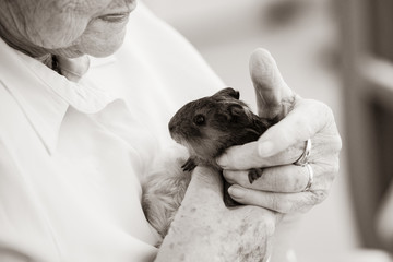 Baby Hamster