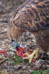 Buzzard buteo close up portrait raptor bird