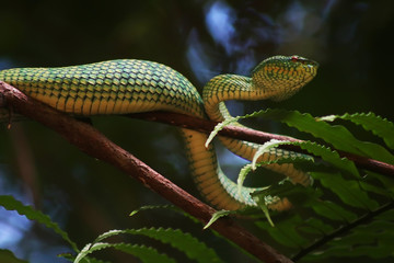 green snake in the tree