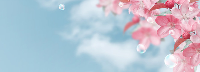 Pink sakura flowers and soap bubbles against the clouds sky © Marisha