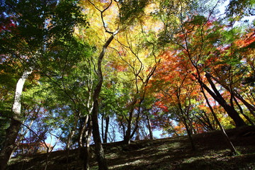 山の紅葉