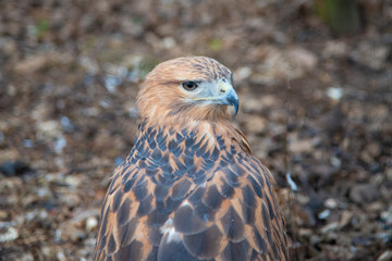 Buzzard buteo close up portrait raptor bird