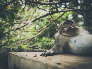 Małpa na wyspie Bali - obrazy, fototapety, plakaty