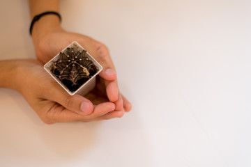 A white pot with a cactus on the person's hand And a white background for inserting text