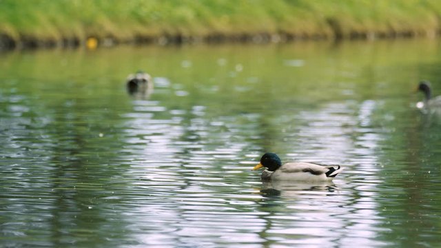 Lone mallard duck sits in the middle of pond as other ducks swim around