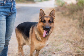 Hungarian hound pointer vizsla dog in autumn time in the field