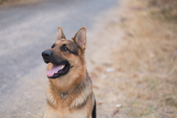 Hungarian hound pointer vizsla dog in autumn time in the field