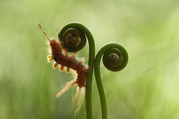 Hairy Caterpillar