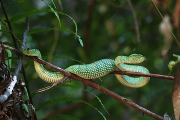 snake in the tree