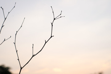 The tree has no leaves on the orange sky background and the tree leaves the leaves in summer.