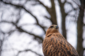 Buzzard buteo close up portrait raptor bird