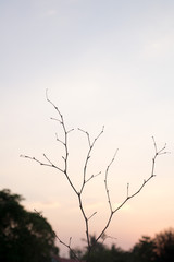 The tree has no leaves on the orange sky background and the tree leaves the leaves in summer.