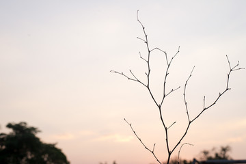 The tree has no leaves on the orange sky background and the tree leaves the leaves in summer.