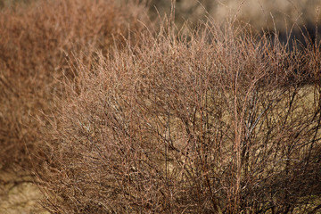 Shrub without leaves on a spring day. Wood texture.