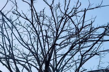 Trees without leaves on a blue background and trees leave leaves in summer.