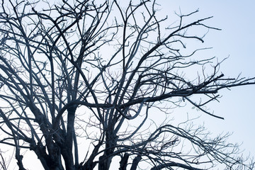 Trees without leaves on a blue background and trees leave leaves in summer.