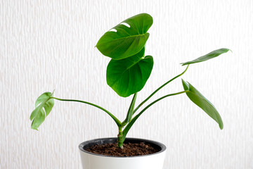 Tropical jungle Monstera or Swiss Cheese plant in white flower pot stand on wooden stool on a light background.Modern houseplants with Monstera plant, minimal creative home decor concept, garden room