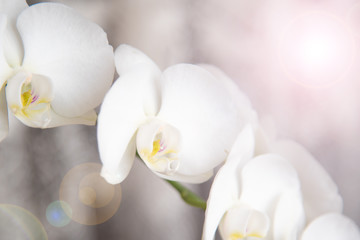 vintage color orchids in soft color and blur style - obrazy, fototapety, plakaty