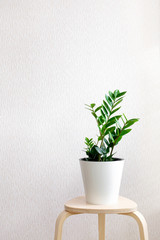 Zamioculcas Zamiifolia plant in white flower pot stand on wooden stool on a light background. Modern houseplants with Zamioculcas plant, minimal creative home decor concept, garden room