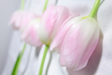 Tulipany, wiosna